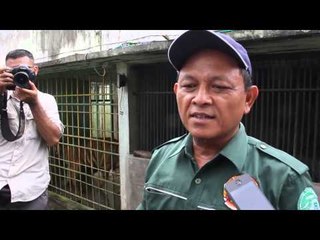 Taman margasatwa Medan bergembira sambut lahirnya 4 ekor anak harimau benggala - NET12