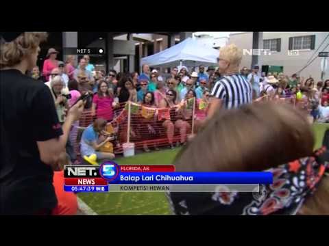 Kemeriahan Kontes Balap Lari Chihuahua di Florida, AS - NET5