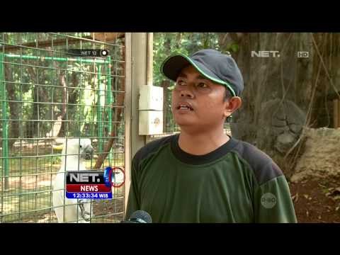 Warna Bulu dan Karakter Pintar Jadi Daya Pikat Kakatua Jambul Kuning NET12