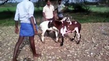 Goat fight,famous goat fight,,,,,,,,,