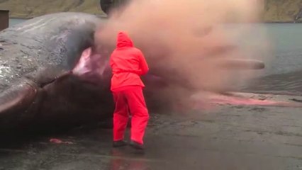 Download Video: Cette baleine en décomposition explose littéralement