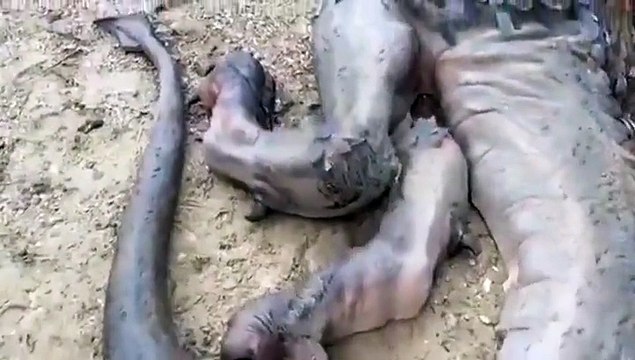 Il dit avoir trouvé un dragon mort sur une île deserte... Fake???