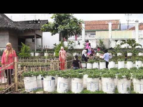 Wisatawan petik strawberry naik 200 persen - NET24