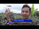 Akibat Erupsi Gunung Sinabung, Ruas Jalan Brastagi Menuju Medan Macet - NET 24