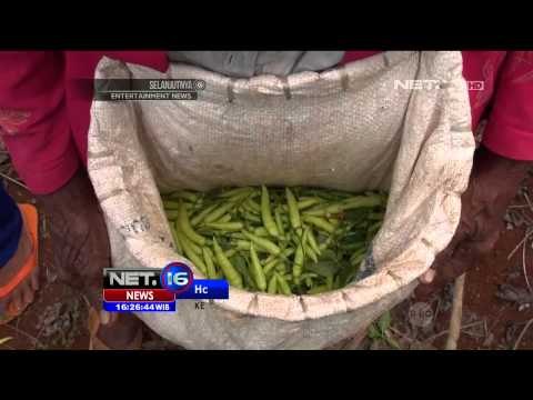 Kenaikan Harga Cabai dan Bawang Merah di Purwokerto dan Sumenep -NET16