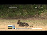 Pelatihan Anjing Penyelamat di Jepang - IMS