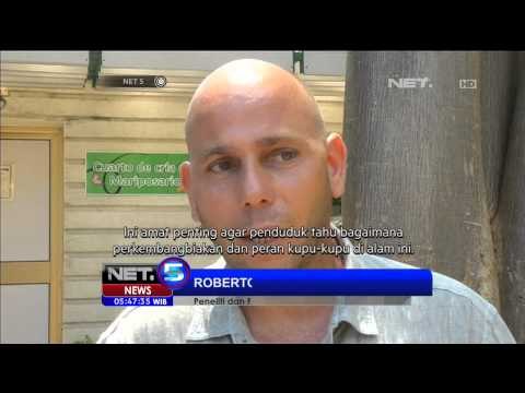 Destinasi Wisata Taman Kupu Kupu di Kuba - NET5