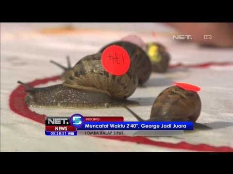 Tradisi Lomba Siput di Inggris - NET5