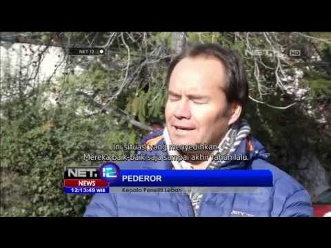 Kebakaran Hutan Di California Meluas Akibat Musim Kemarau Panjang - NET12