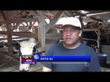 Dampak Kenaikan Harga Daging Sapi di Sejumlah Daerah - NET12