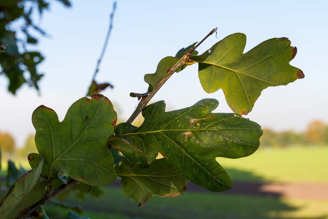 Ausflug zum Dämmerwald