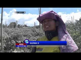 Abu Letusan Sinabung Tutupi Sejumlah Lahan Pertanian di Berastagi  NET5