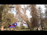 Hemat Air, Ratusan Pohon di Los Angeles Ditebang - NET12