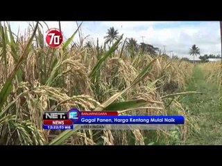 Embun Upas Di Banjarnegara Ancam Perkebunan Kentang - NET12