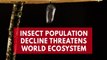 Flying insect numbers drop, threatening world ecosystem
