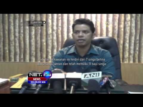 Belasan Bayi Singa Lahir di Konservasi di India - NET24