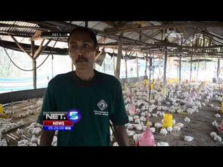 Populasi Ayam di Lamongan Berlebih - NET5