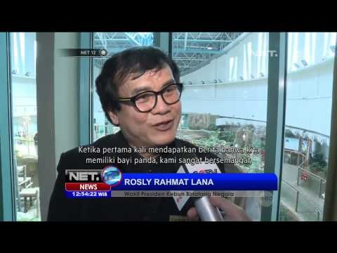 Momen Lucu Kelahiran Bayi Panda Raksasa di Malasyia - NET12