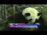 Kelahiran 2 Bayi Kembar Satwa Langa Panda Raksasa di Sichuan Cina - NET24