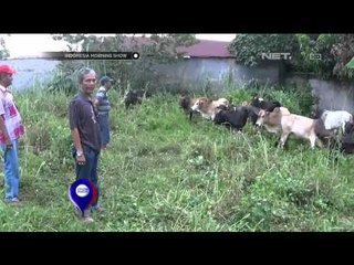 Harga Sapi Naik, Pasokan Sapi di Binjai Ditambah - IMS