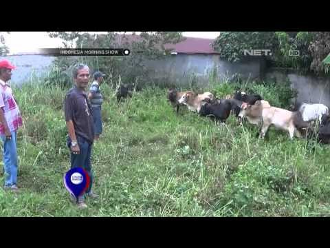 Harga Sapi Naik, Pasokan Sapi di Binjai Ditambah - IMS