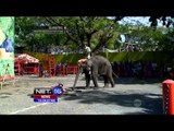Atraksi Edukatif Hibur Wisatawan di KBS Surabaya - NET16