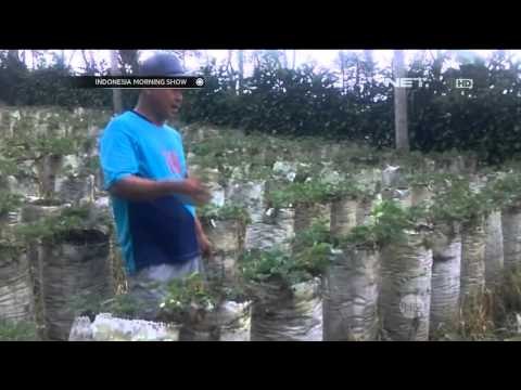 Kemarau Panjang, Produksi Stroberi di Bengkulu Menurun - IMS