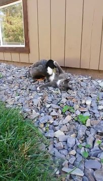 Insolite : quand un chat et un canard s'amusent ensemble