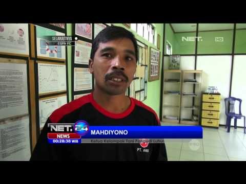 Salak Nglumut Laris Manis - NET24