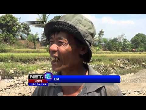 Kemarau Panjang, Petani Beralih Profesi Menjadi Penggali Penggali Pasir - NET12