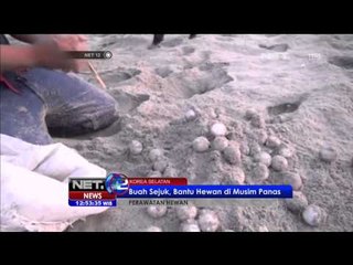 Pemerintah Siagakan Tentara untuk Menjaga Area Penyu di Meksiko - NET12