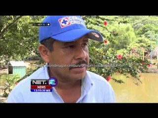 2 Bayi Jaguar Bermain di Alam Terbuka - NET12