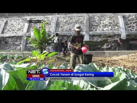 Cocok Tanam di Sungai Kering, Akibat Musim Kemarau - NET5