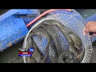 Alternatif Makanan Pengganti Daging - NET16