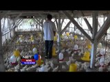 Cuaca Buruk, Pertumbuhan Ayam di Ciamis Terkendala - NET16