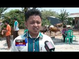 Dinas Pertanian Malang Temuka Cacing Hati di Sejumlah Hewan Kurban - NET12