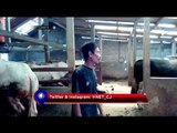 Sapi Simental Seberat 1,1 Ton - NET5