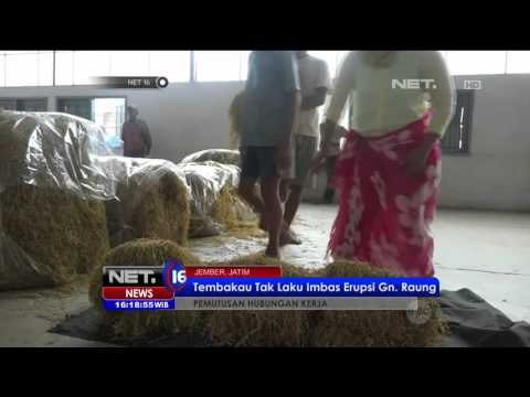 Tembakau Tak Laku Akibat Erupsi, Ratusan Buruh Tembakau di Jember di PHK - NET16