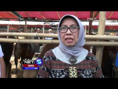 Pemeriksaan Hewan Kurban di Daerah Endemis Antraks - NET5