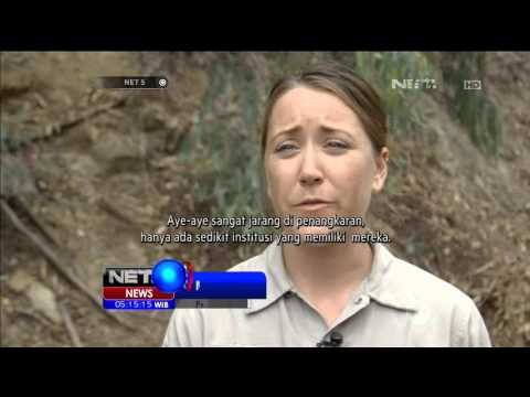 Bayi Aye aye di Kebun Binatang San Diego Amerika Serikat - NET5