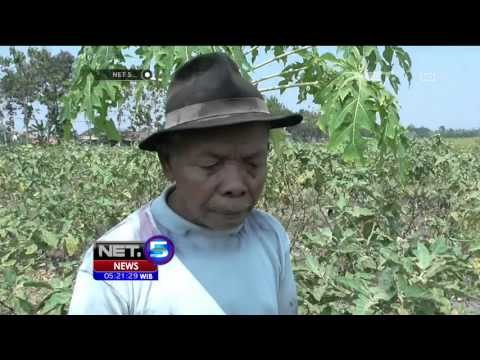 Akibat Kekeringan, Petani Terong Gagal Panen - NET5