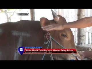 Terapi Musik Gending agar Hewan Kurban Tetap Prima di Surabaya - NET5