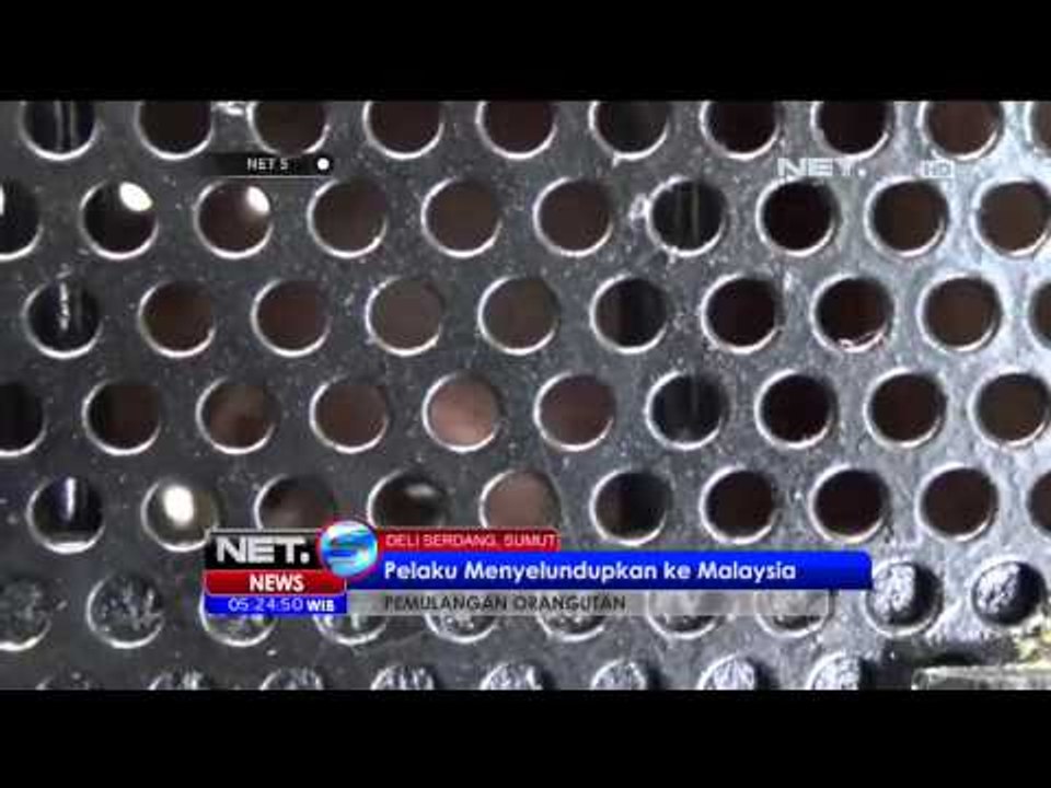 Sepasang Bayi Orang Utan ke Malaysia Berhasil Dipulangkan ke Indonesia - NET5