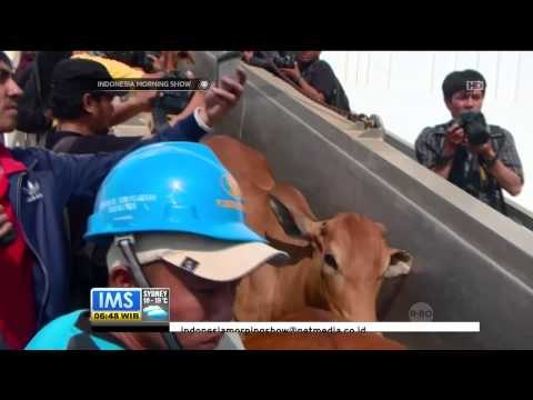 Upaya Menstabilkan Harga Sapi, Pemerintah Mendatangkan Ribuan Sapi dari Australia - IMS