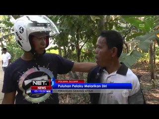 Aksi Pengejaran Petugas dengan Puluhan Pejudi Sabung Ayam di Polewali Mandar - NET5