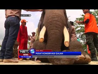 Konservasi Gajah di Riau - NET5
