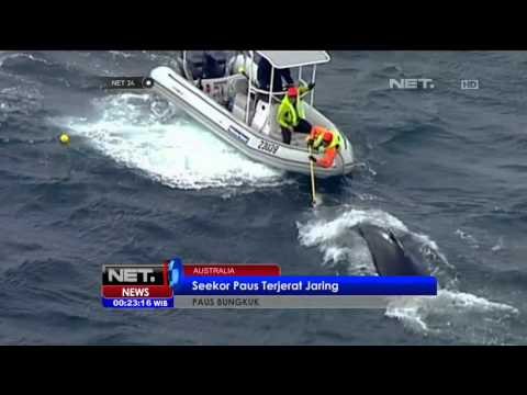Seekor Paus Bungkuk Terjerat Jaring di Australia - NET 24