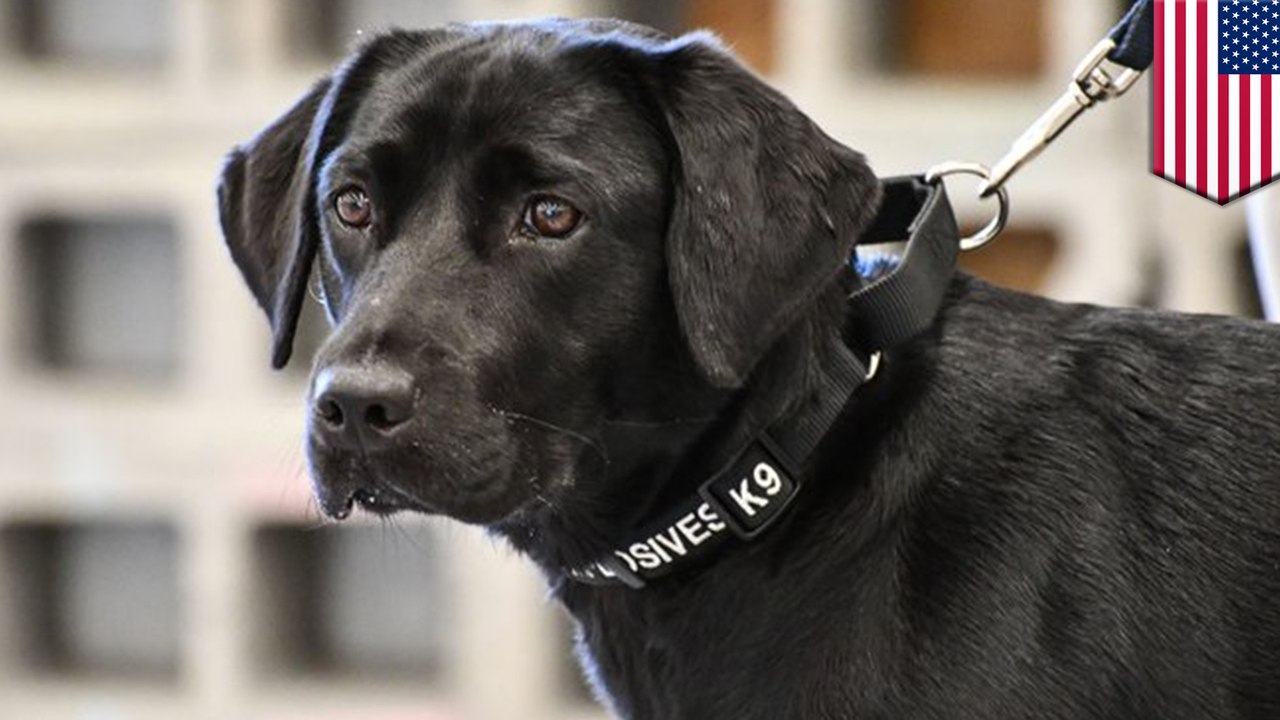 Pup dropped from CIA after losing interest in bomb-sniffing job