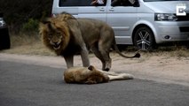 Kitty Got Claws! Lions Cause Traffic To Build By Mating In The Road