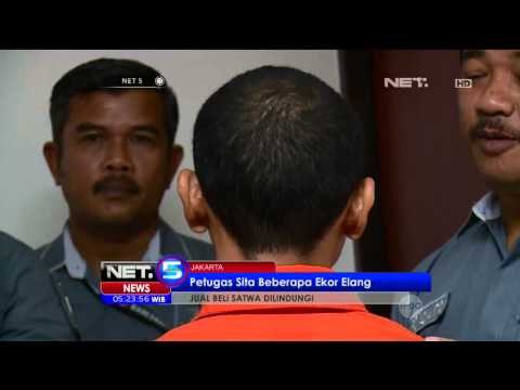 Bareskrim Polri Berhasil Menangkap Pelaku Jual Beli Satwa Langka - NET 5